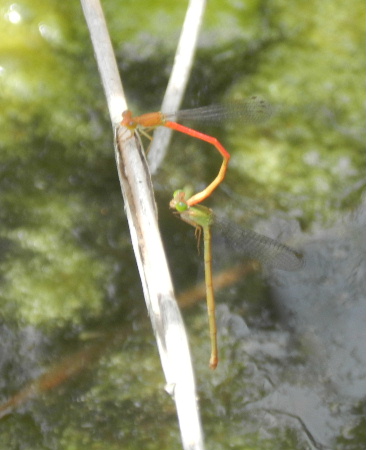 e0172950_21172360.jpg