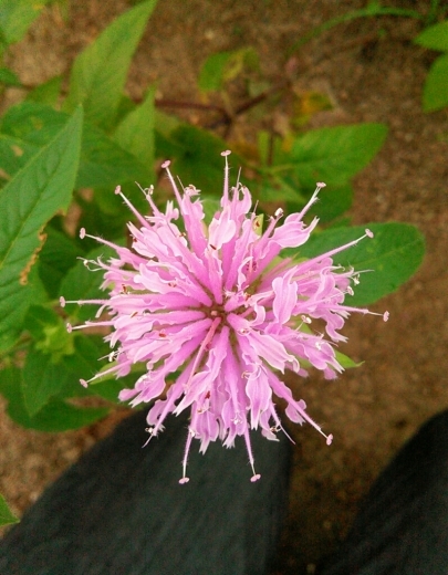 a0018655_11165244.jpg