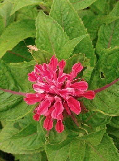 a0018655_11170173.jpg