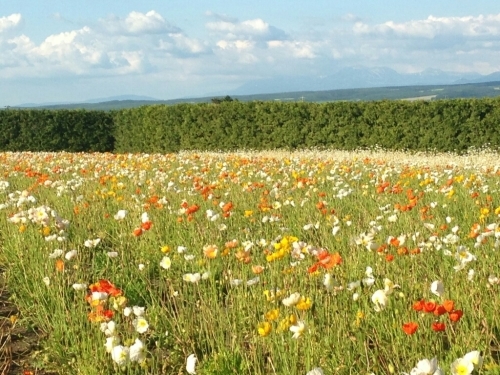f0182618_01351449.jpg