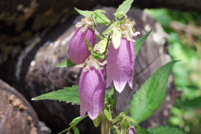 e0088260_9161340.jpg