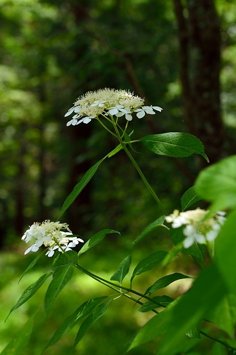 d0341880_7215888.jpg