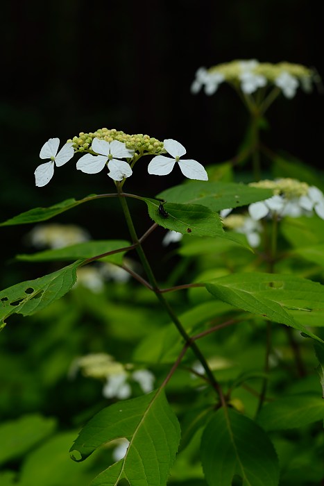 d0341880_722642.jpg
