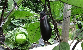 f0003283_20260846.jpg