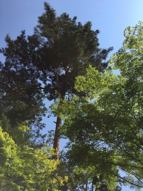 b0290384_21434702.jpeg
