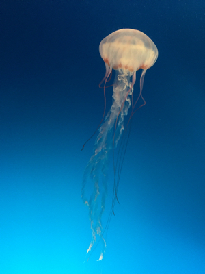 c0033994_07341563.jpg