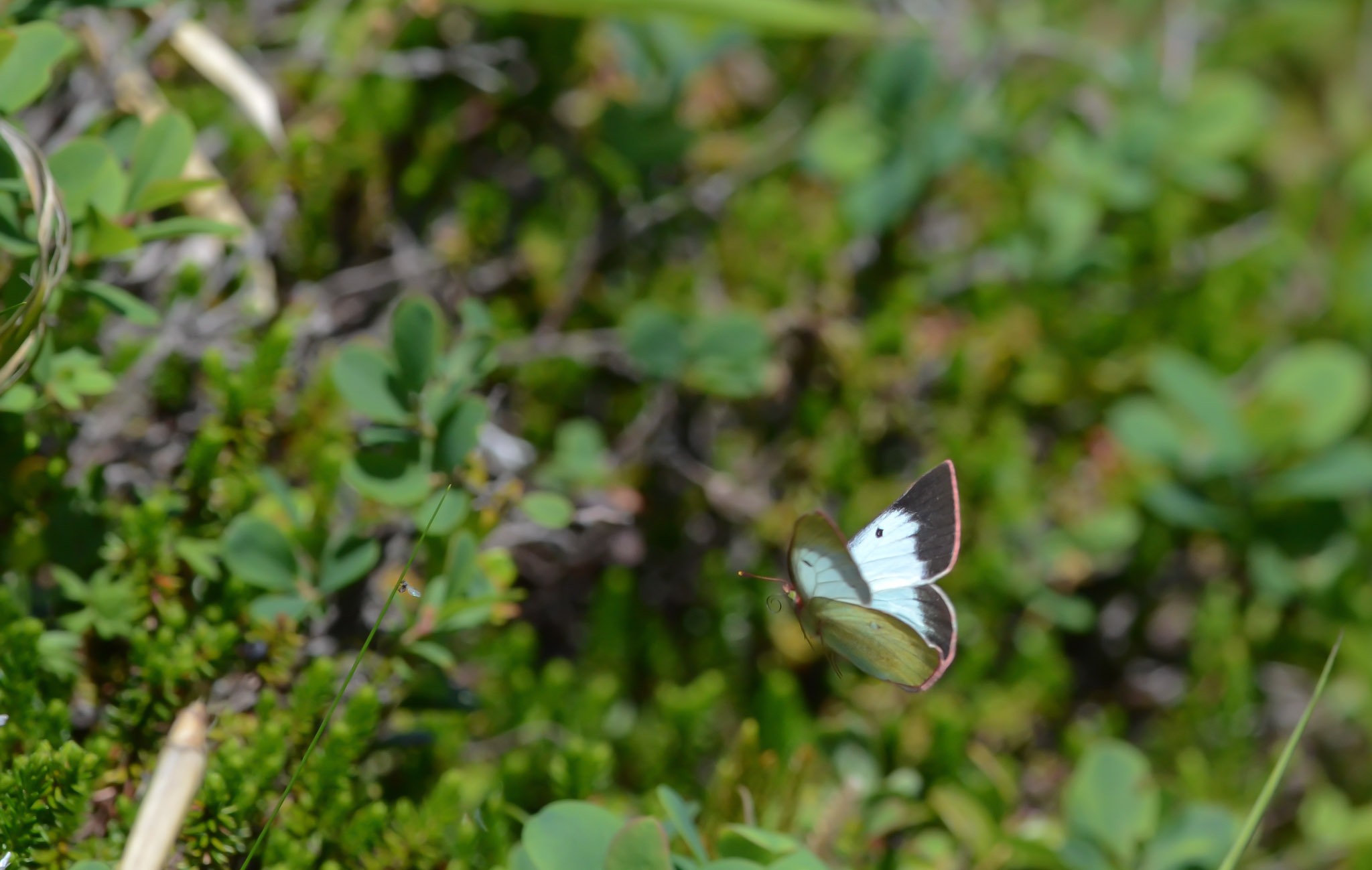 b0078795_6491255.jpg