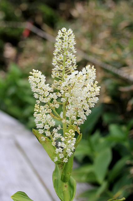 e0137200_21262339.jpg