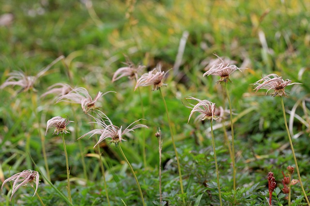 e0137200_21281261.jpg