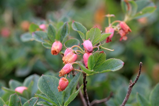 e0137200_21282590.jpg