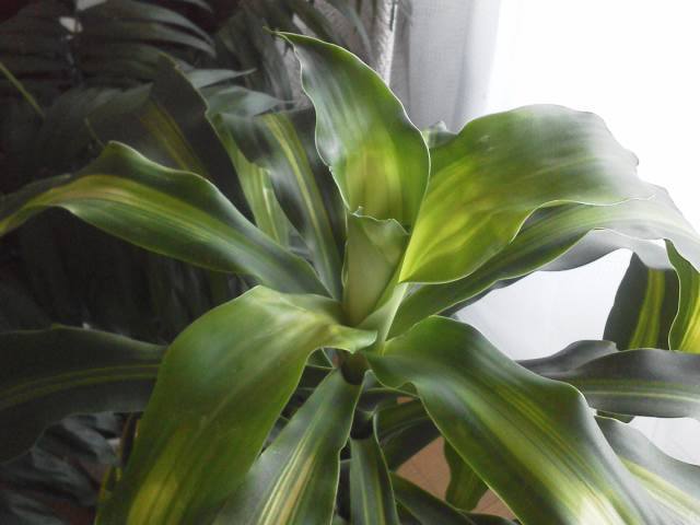 a0268821_23050722.jpg