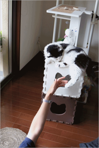 a0198826_21263771.gif
