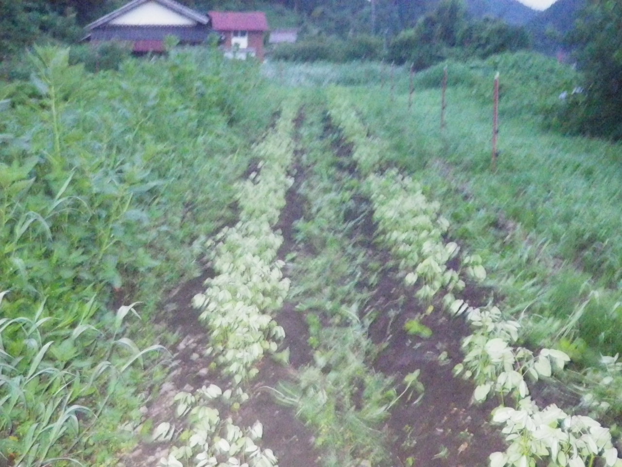 c0300035_17342890.jpg