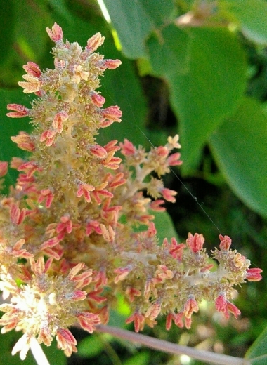 a0018655_10462523.jpg