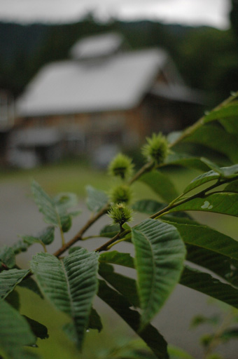 a0061599_728747.jpg