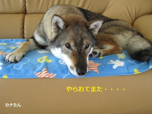 f0143123_1348292.jpg