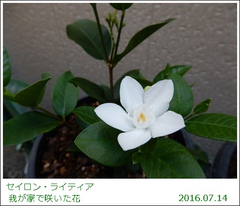 e0033229_18185561.jpg