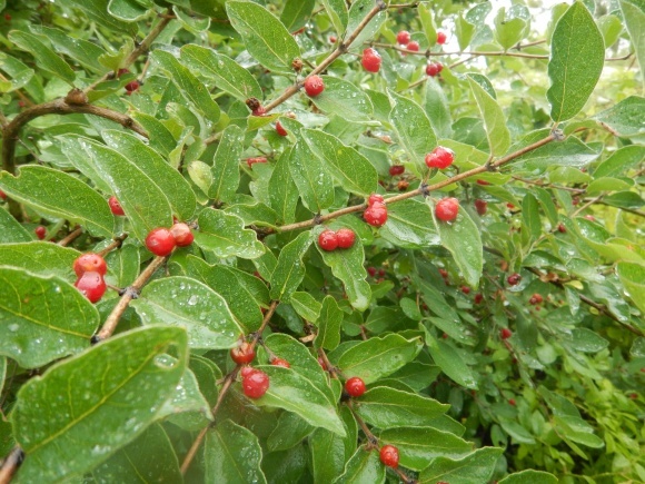 f0118332_23100167.jpg