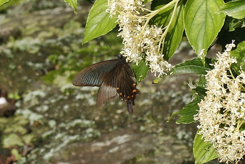 b0088772_16305629.jpg