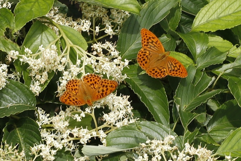 b0088772_16311355.jpg