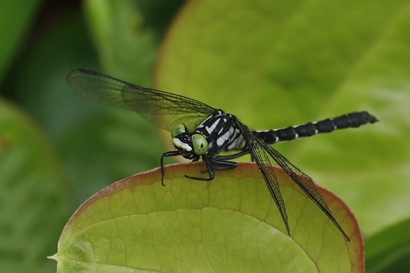 b0088772_21532754.jpg
