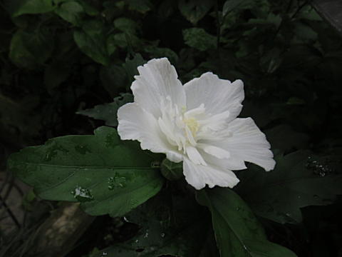 d0046702_7241575.jpg