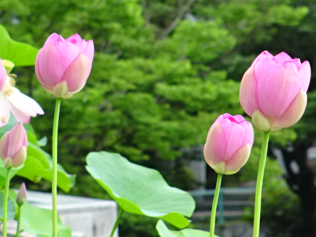f0231709_20125811.jpg