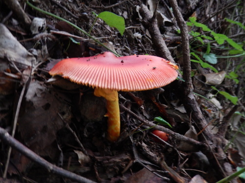 e0352220_14491159.jpg