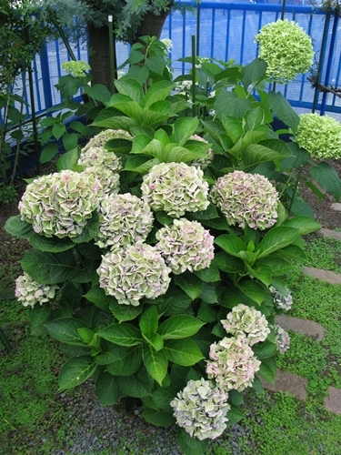 f0129726_21411300.jpg