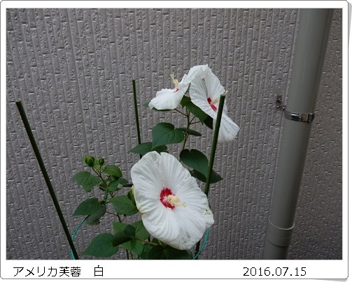 e0033229_17354873.jpg