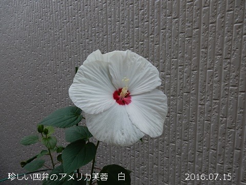 e0033229_17374335.jpg