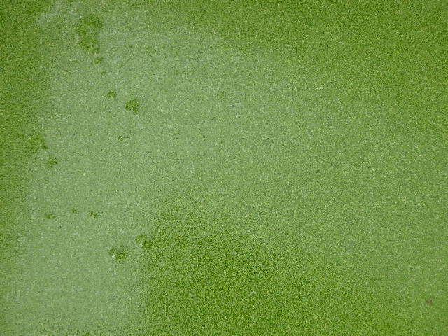 f0334143_938433.jpg