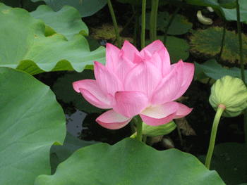 a0030594_23423654.gif