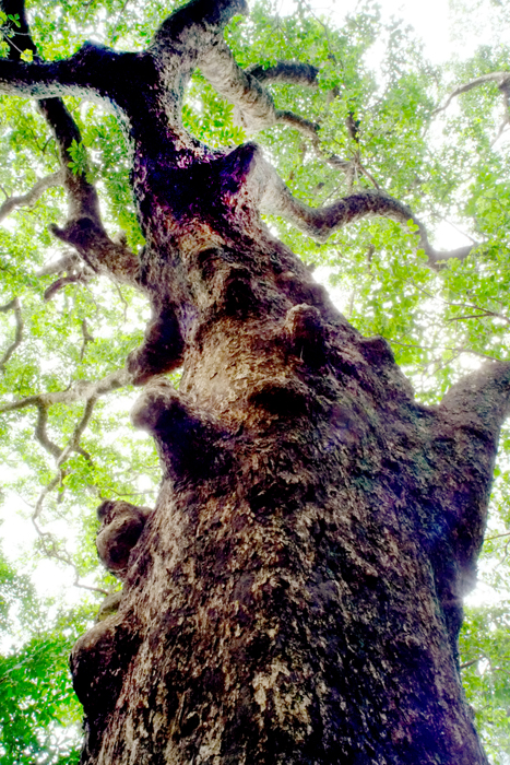 e0079696_13112280.jpg