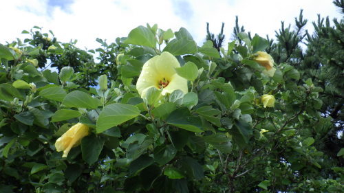 c0337631_03371867.jpg