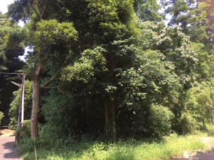 f0007636_1044537.jpg