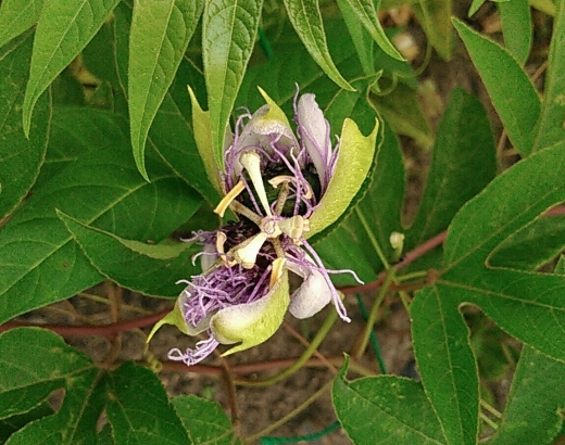 a0018655_10282797.jpg