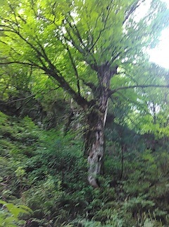 c0359615_15085843.jpg