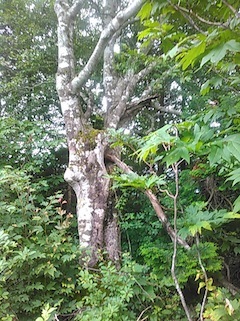 c0359615_15105949.jpg