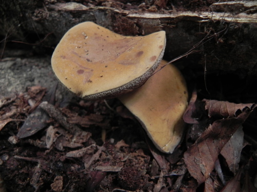 e0352220_22545546.jpg