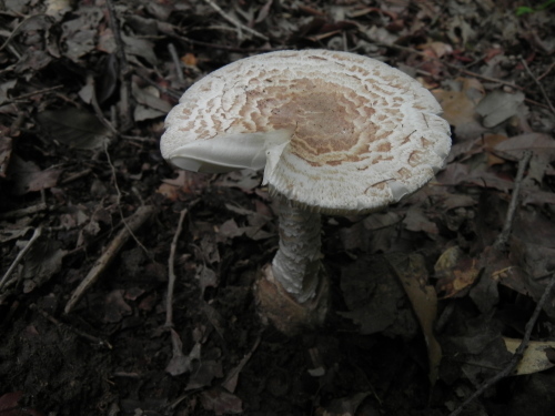 e0352220_22571403.jpg