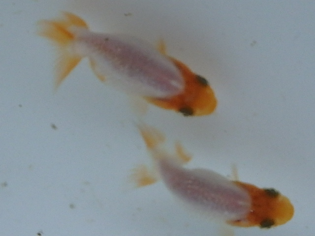 f0334143_1811369.jpg