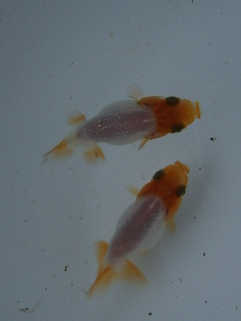f0334143_18122787.jpg
