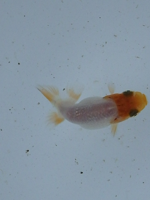 f0334143_18125067.jpg