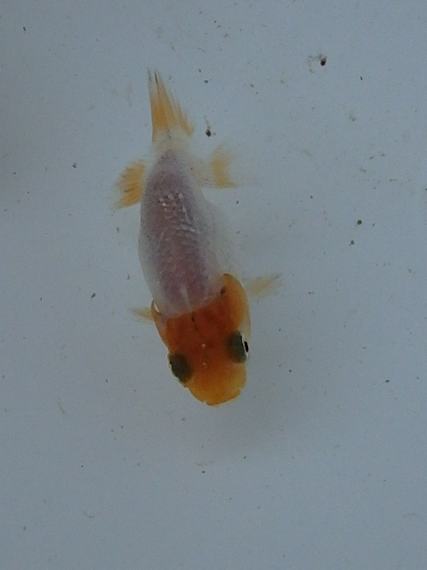 f0334143_18125853.jpg