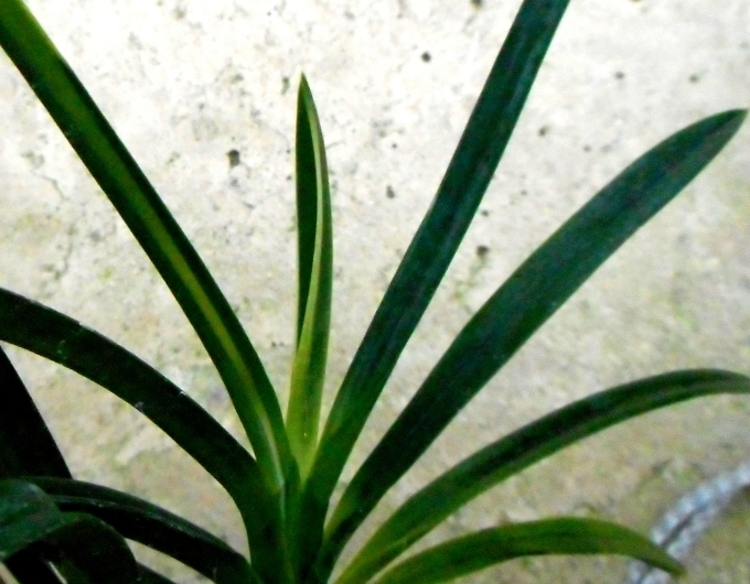 a0353447_14091581.jpg