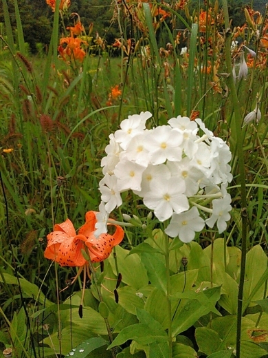 a0018655_13333597.jpg