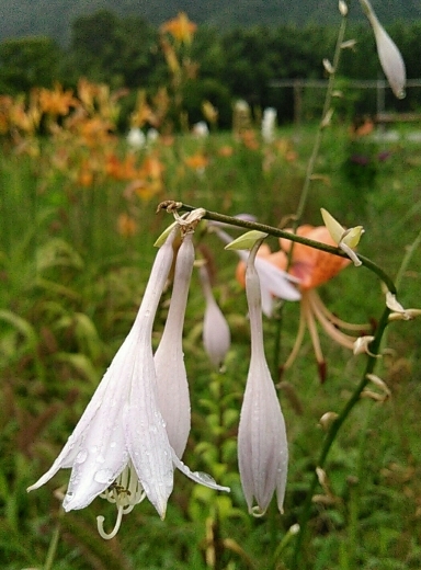 a0018655_13335639.jpg