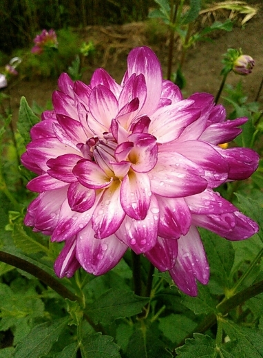 a0018655_13340074.jpg