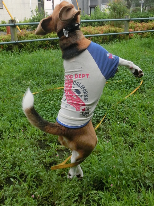 a0319693_757202.jpg